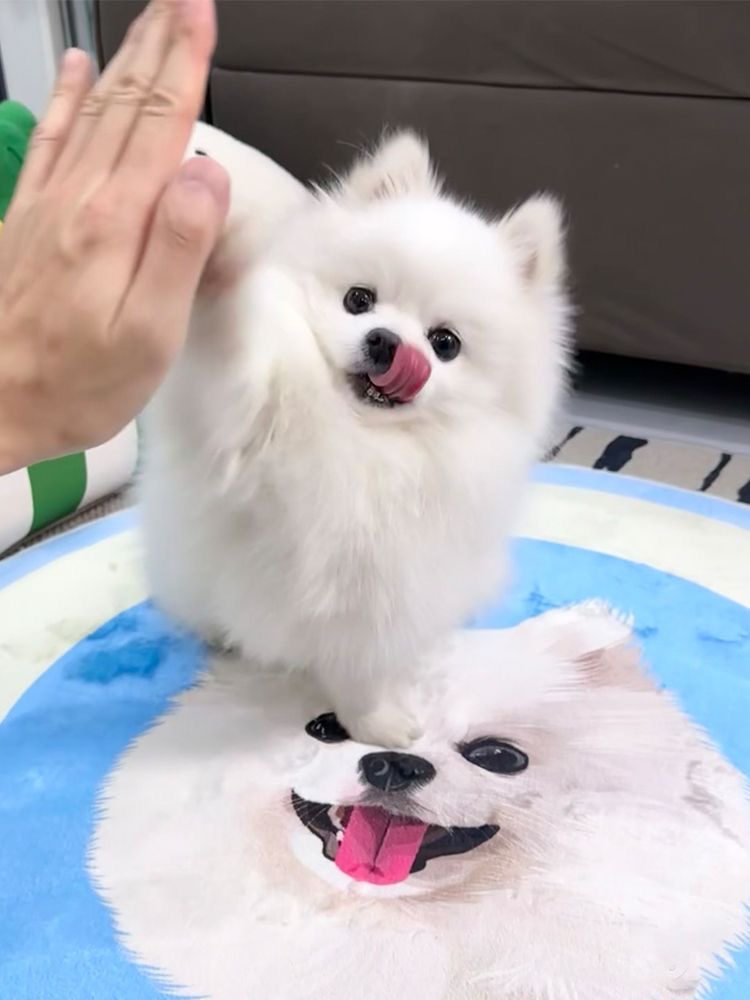 寵物地毯 详情图